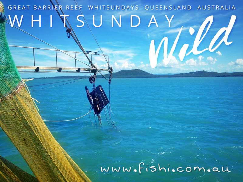 Whitsunday-Wild-Coming-Soon-ver2-FINAL-lighter