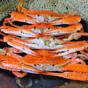 ‘Whitsunday Wild’ Blue Swimmer/Sand Crab - FISHI