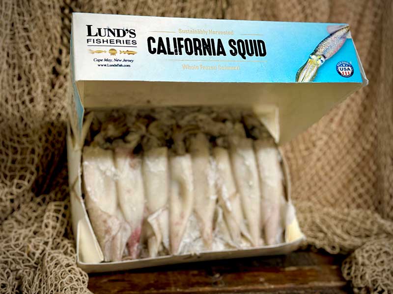 Bait – Squid 2.2 kg - FISHI