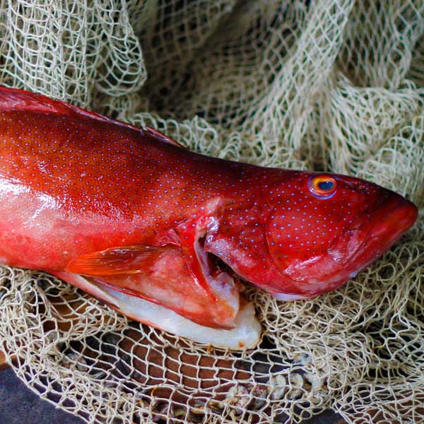 Coral Trout Whole FISHI