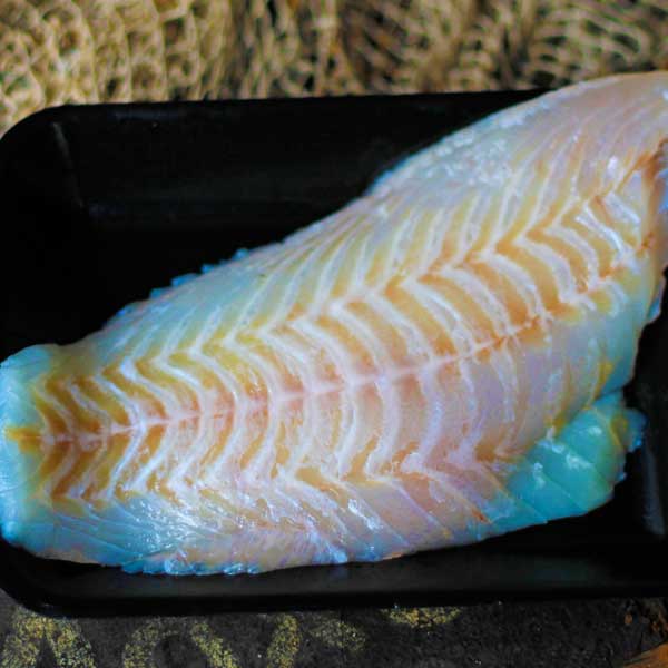 Coral Trout Fillet FISHI