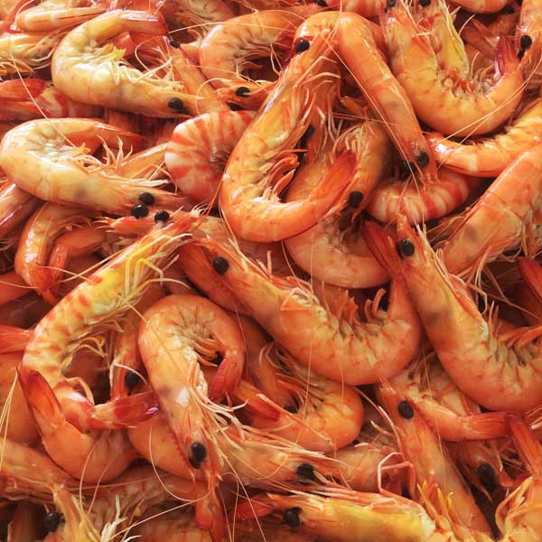 kingprawncooked FISHI