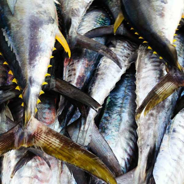 mackerelyellowfin FISHI