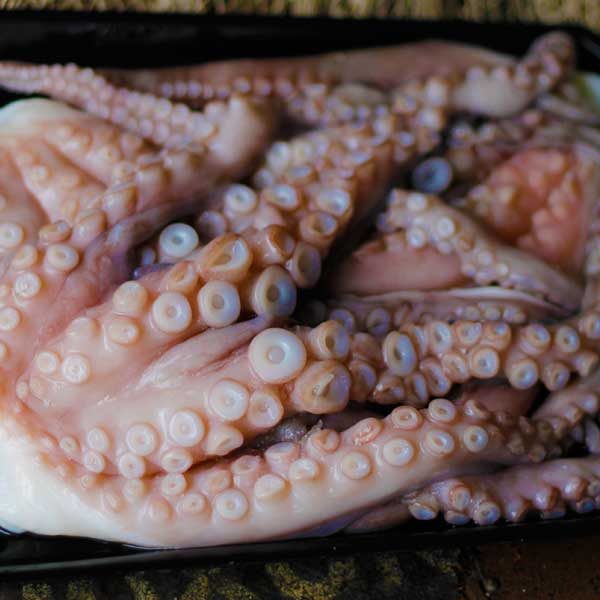 Octopus Tenticles