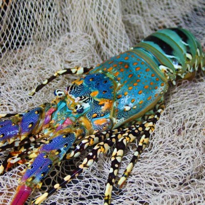 Tropical Crayfish Raw