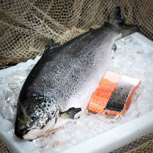 ORA King Salmon | FISHI
