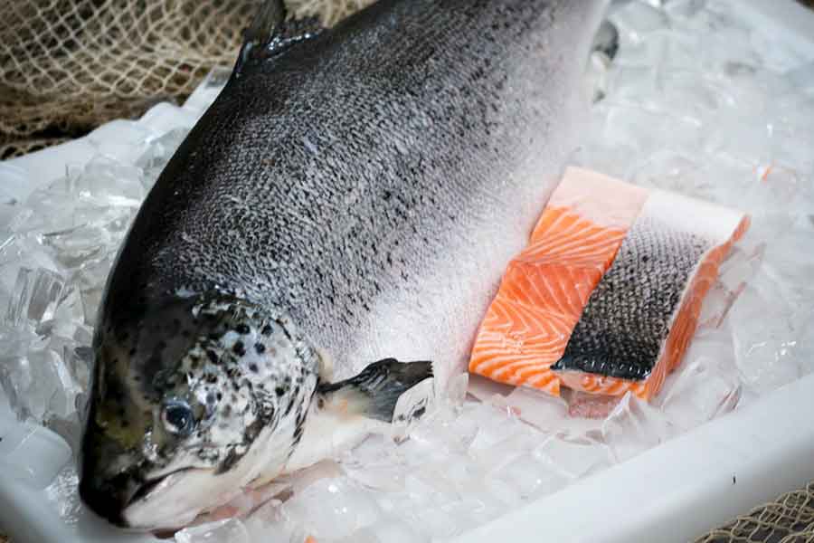 ORA King Salmon - FISHI