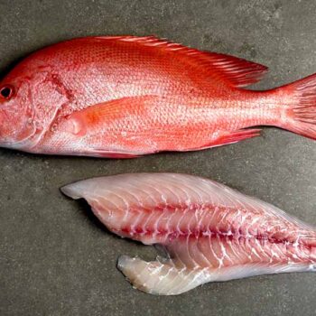 ‘Whitsunday Wild’ Large Mouth Nannygai