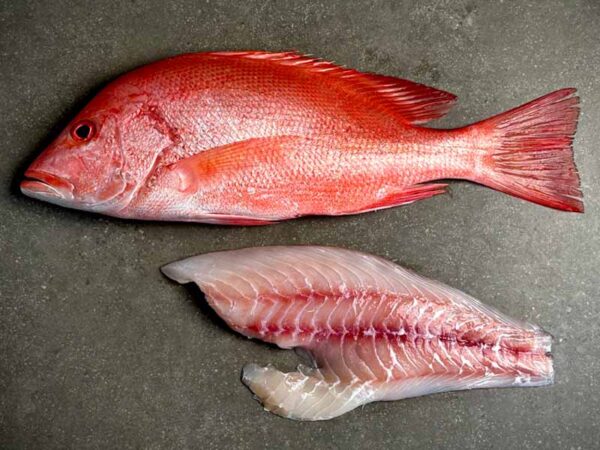 ‘Whitsunday Wild’ Large Mouth Nannygai